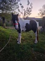 3 jarige bonte merrie, Dieren en Toebehoren, Pony's, Merrie, M