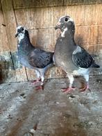 Pigeon voyageurs, Dieren en Toebehoren, Postduif