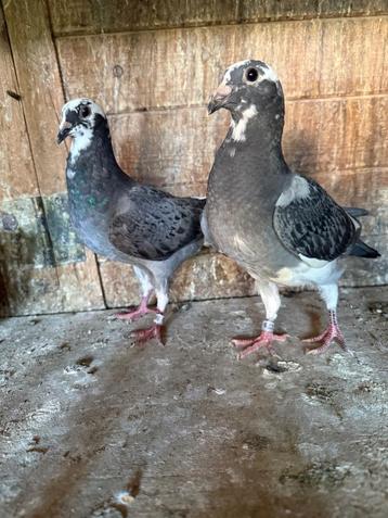 Pigeon voyageurs  beschikbaar voor biedingen