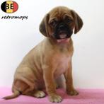 Retromops teefjes (Retropug) pups te koop (Belgisch), Dieren en Toebehoren, Honden | Chihuahua's en Gezelschapshonden, België