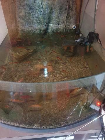 De beaux poissons à vendre pour un aquarium d'eau douce ! 