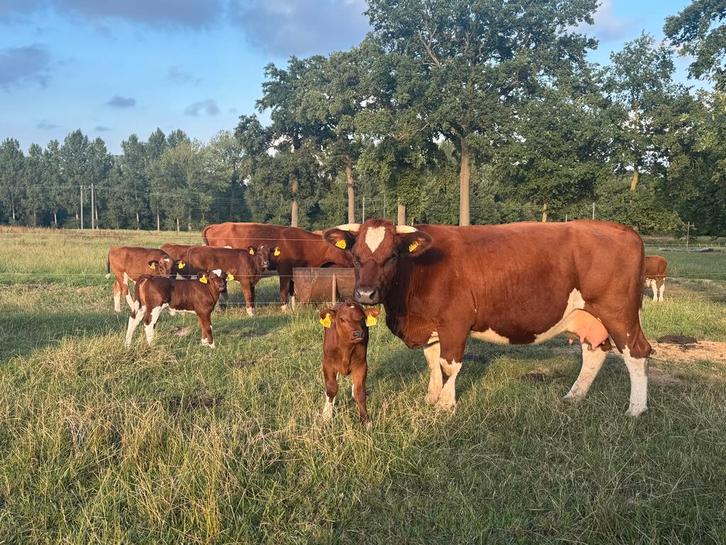 Brandrode runderen Dragend of kalveren te koop, Dieren en Toebehoren, Runderen