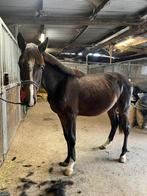 Recreatiepaard  therapiepaard, Dieren en Toebehoren, Gechipt, Hengst, 3 tot 6 jaar, 160 tot 165 cm