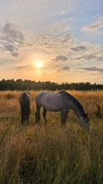 Stagiaire groom Élevage chevaux espagnol à  Rebecq, Stage, Premier Emploi