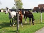 Plaats op weide voor 2 paarden, Dieren en Toebehoren, Stalling en Weidegang, Weidegang