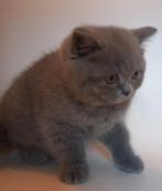 Brits korthaar kitten, Dieren en Toebehoren, Poes, Gechipt, 0 tot 2 jaar