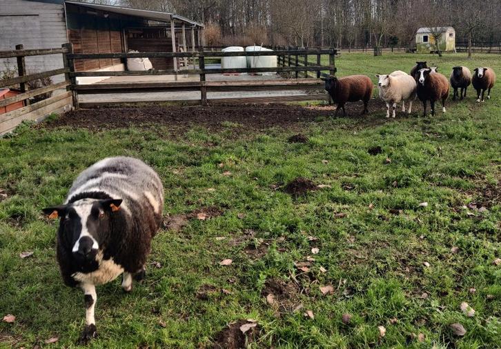 schaap ram, Animaux & Accessoires, Moutons, Chèvres & Cochons, Mouton, Mâle, 3 à 5 ans