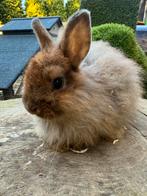 Deze 2 lieve kleurdwergjes zoeken nog een goed huisje., Dieren en Toebehoren, Konijnen, Dwerg