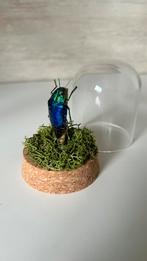 Véritable insecte Sternocera naturalisé sous globe en verre, Neuf