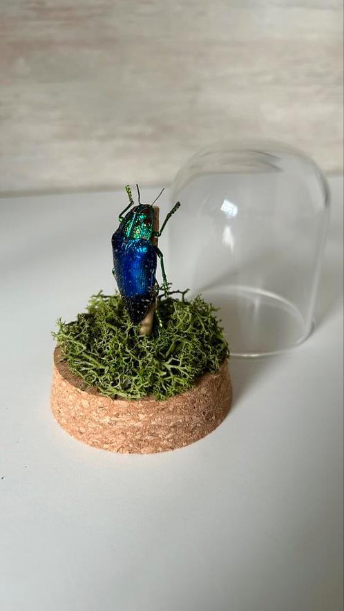 Véritable insecte Sternocera naturalisé sous globe en verre, Maison & Meubles, Accessoires pour la Maison | Globes, Neuf