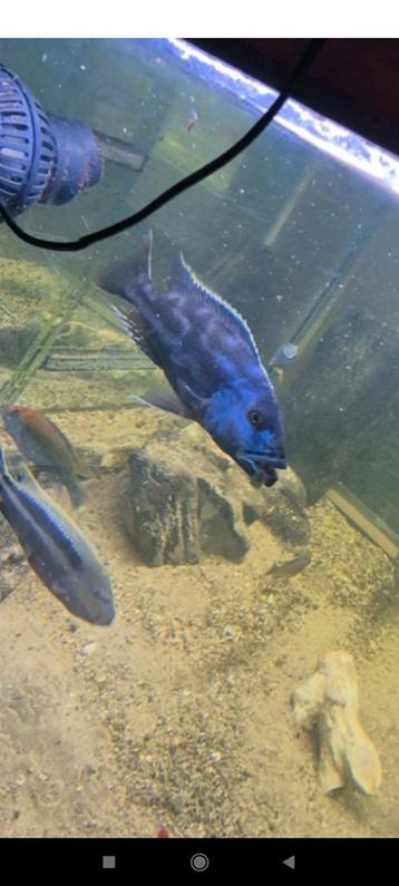 Grand couple nimbochromis fusco 21 cm !!  beschikbaar voor biedingen