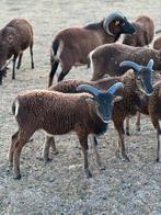 Soay schapen - 5 lammen (3 ooien en 2 rammen), Dieren en Toebehoren, Schapen, Geiten en Varkens, Meerdere dieren, Schaap, 0 tot 2 jaar
