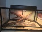 Groot terrarium met bardagame 91 x 45 x 45 cm, Dieren en Toebehoren, Ophalen, Zo goed als nieuw, Verlichting
