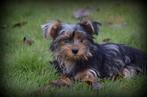 Yorkshire Terrier pups bleu merle, Dieren en Toebehoren, Yorkshire Terriër, België, Reu, CDV (hondenziekte)