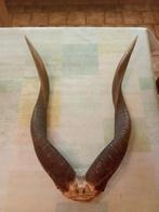 Antilopehoorns van Nyala Congo, Antiek en Kunst, Curiosa en Brocante, Ophalen of Verzenden