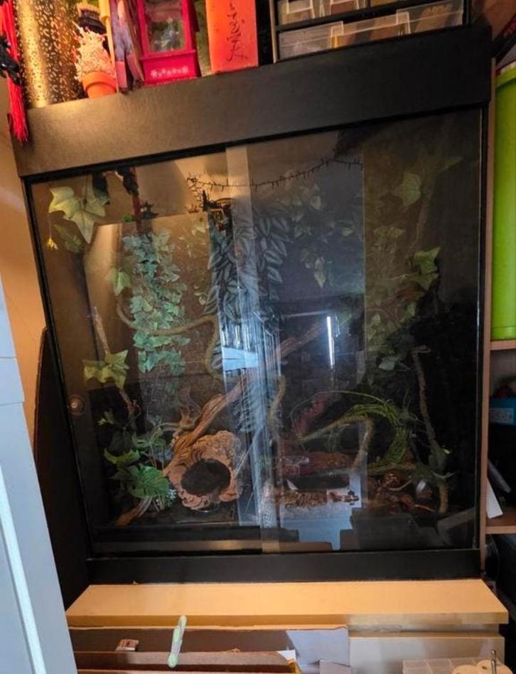 Grand terrarium, Animaux & Accessoires, Reptiles & Amphibiens | Accessoires, Enlèvement