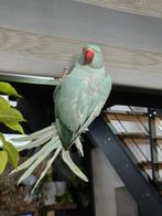 aleksandretta, Dieren en Toebehoren, Vogels | Parkieten en Papegaaien, Vrouwelijk, Parkiet, Geringd