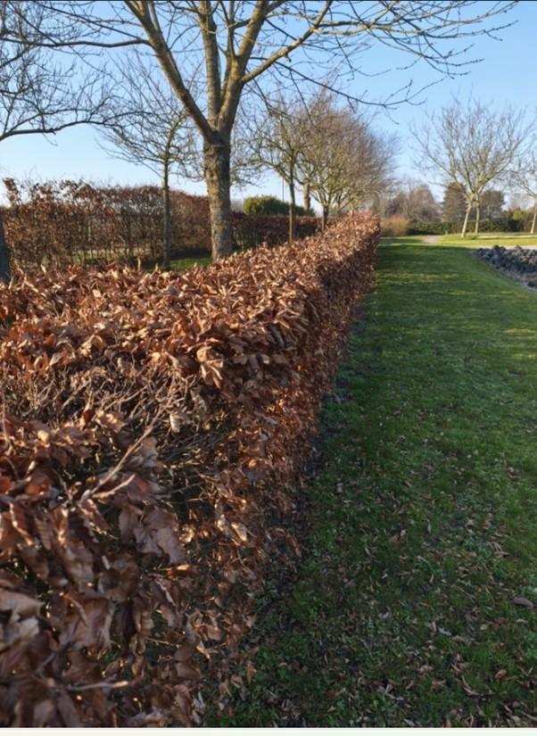 Beukenhaag 42 meter of meer gratis, Jardin & Terrasse, Plantes | Arbustes & Haies, Haie de hêtre, Enlèvement