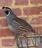 Californische kuifkwartels, Dieren en Toebehoren, Vogels | Overige Vogels