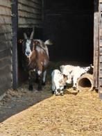 Moedergeit met 2 lammetjes, Plusieurs animaux, Chèvre
