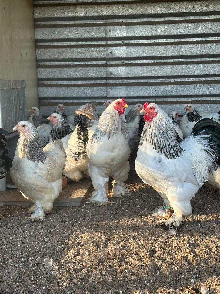Brahma kriel, Animaux & Accessoires, Volatiles, Poule ou poulet, Plusieurs animaux