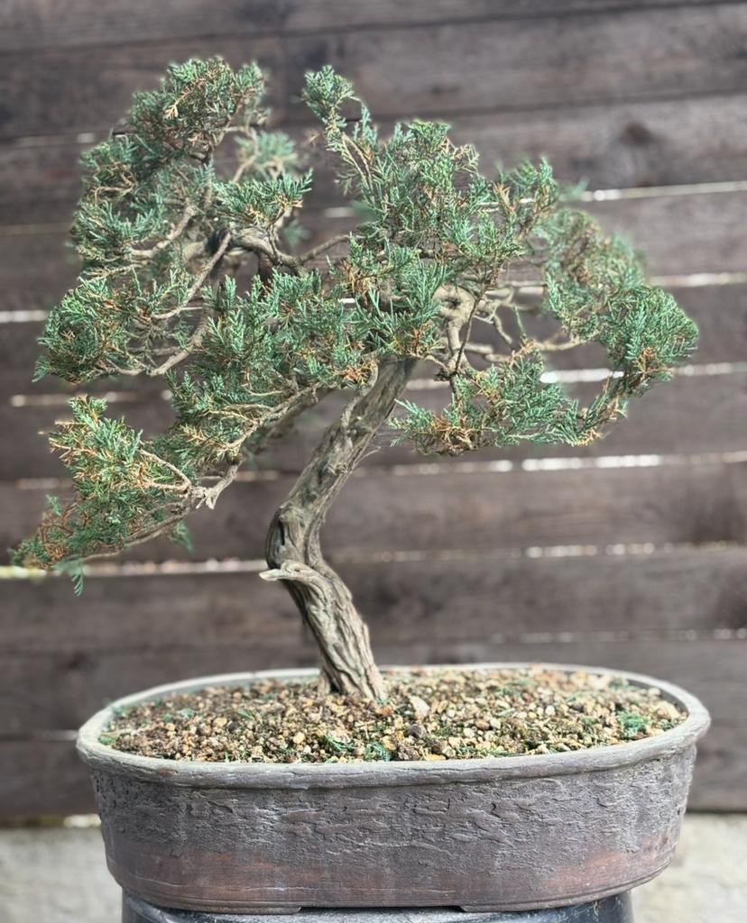 Bonsai Juniperus, Ophalen