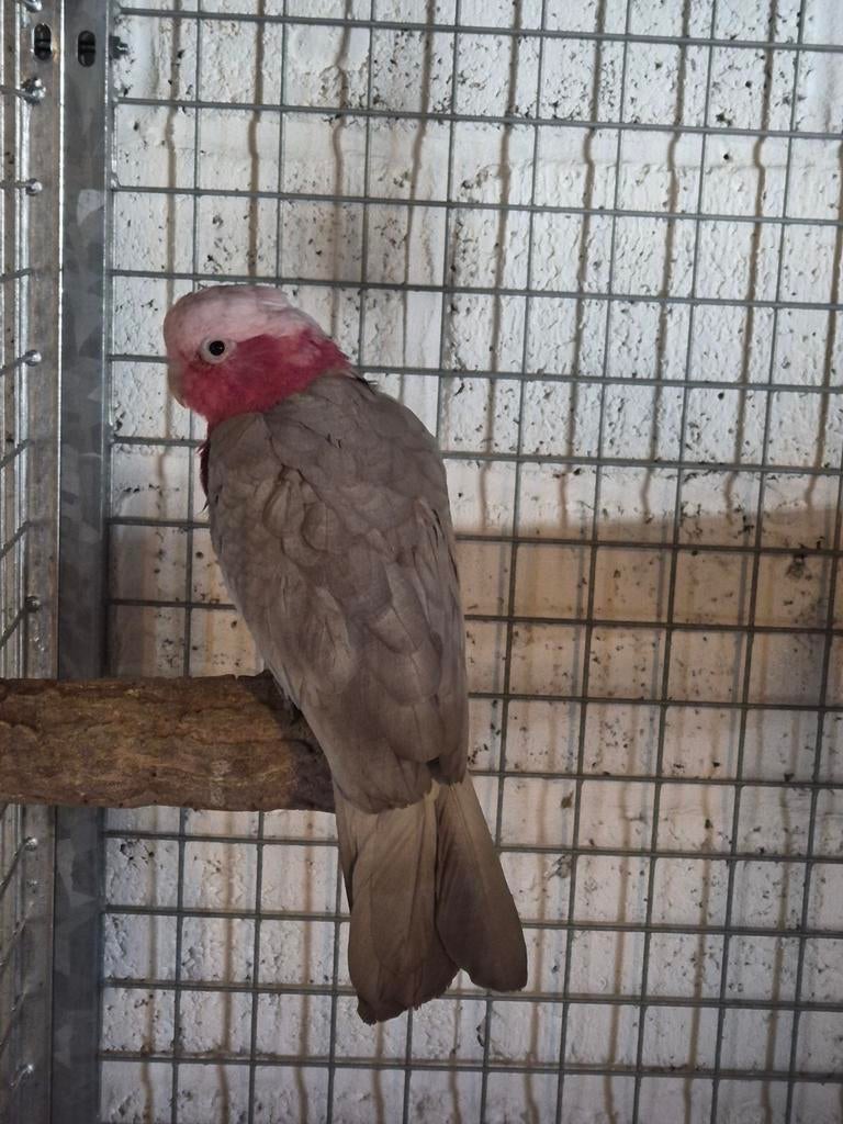 Rose kakatoe split voor lutino van 2020