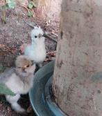 Broedeieren zijdehoen