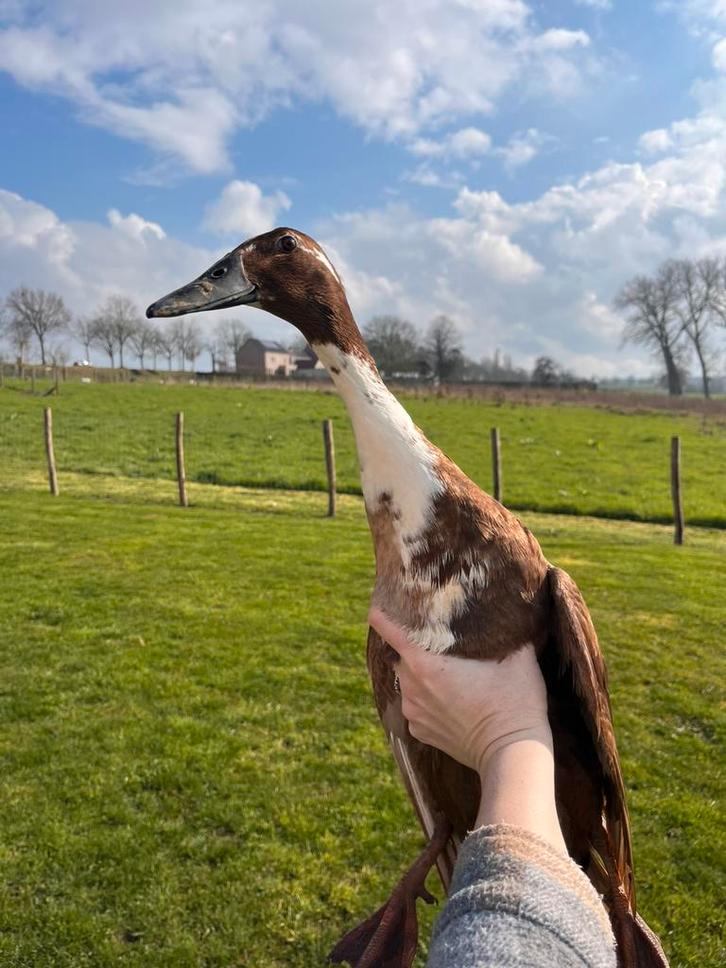 Broedeieren indische loopeenden, Dieren en Toebehoren, Pluimvee, Eend, Geslacht onbekend