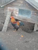 Jonge brahma haan van vorig jaar, Dieren en Toebehoren, Ophalen