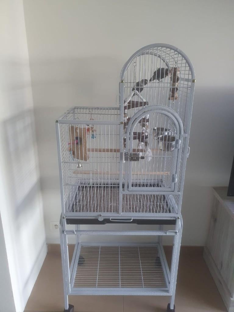 Dwergpapegaai, Plusieurs animaux, Perroquet nain ou Inséparable