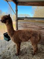 Dekhengst, Dieren en Toebehoren, Augustus, Mannelijk