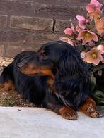 Teckel nain à poil long 2 males et 1 male poil dur, Animaux & Accessoires, 15 semaines à 1 an, Chien (mâle), Belgique, Éleveur | Professionnel