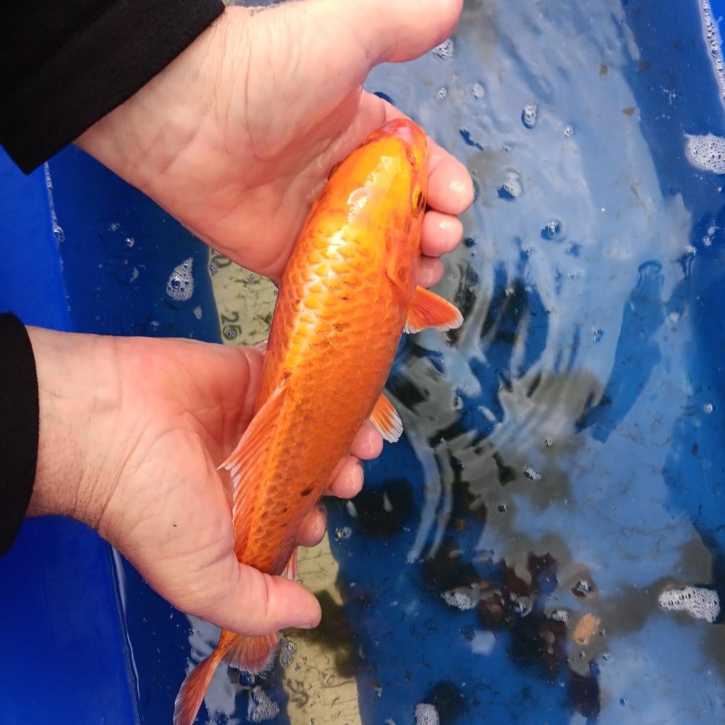 Koi s, Animaux & Accessoires, Poissons | Poissons d'étang, Carpe ou Koï