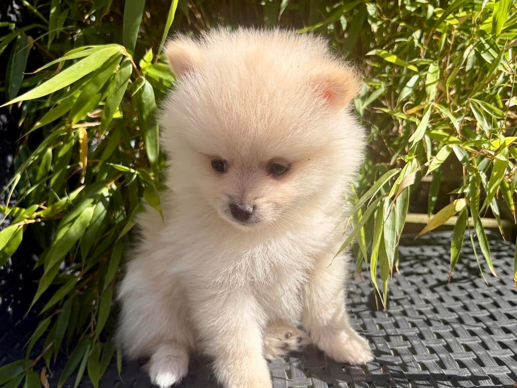 Spitz nain, Animaux & Accessoires, Accessoires pour chiens, Enlèvement