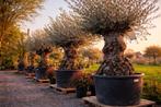 Olijfboom Olea Europaea Bonsai - nieuw binnen, Enlèvement, Olivier