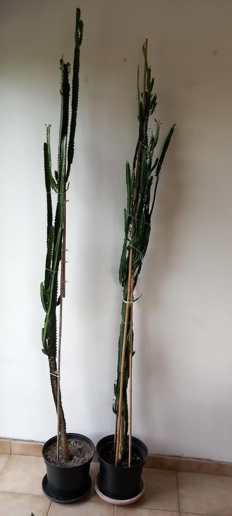 2 grandes plantes - faites une offre, Maison & Meubles, Plantes d'intérieur, Enlèvement, 200 cm ou plus, Cactus, Plante verte