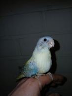 Handtamme splendid parkiet, Dieren en Toebehoren, Vrouwelijk, Parkiet, Geringd