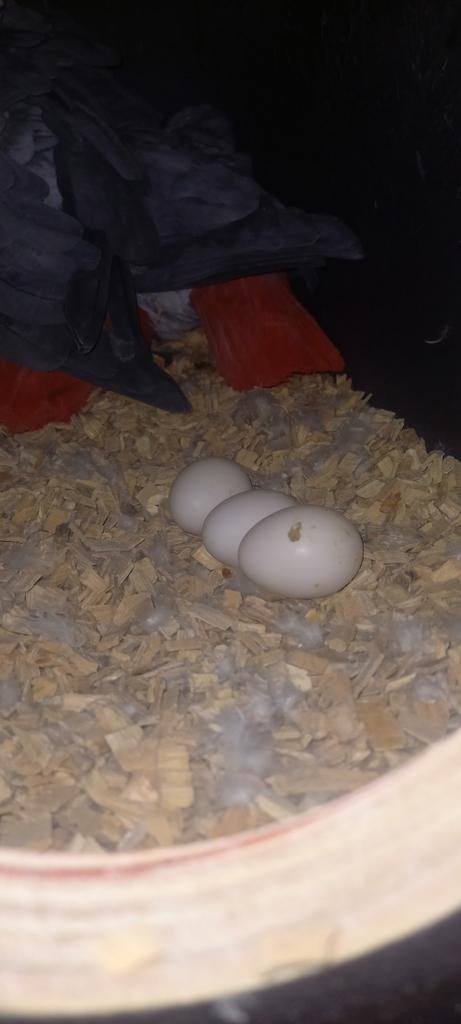 Couple reproducteur de gris