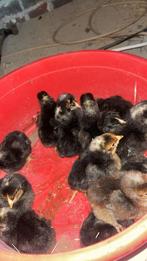 Mechelse koekkoek hanen, Dieren en Toebehoren