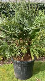 Trachycarpus Fortunei 2 tiges* en pot, Enlèvement, En pot