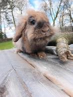 Dwerg hangoor konijntjes, Dieren en Toebehoren, Meerdere dieren, Dwerg, Hangoor, 0 tot 2 jaar