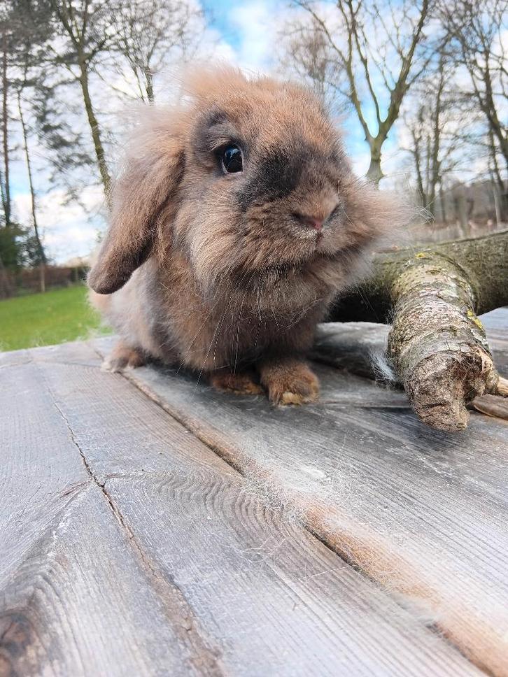 Dwerg hangoor konijntjes, Animaux & Accessoires, Lapins, Nain, Plusieurs animaux, 0 à 2 ans, Oreilles tombantes