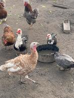 Œufs à incuber de canards barberies