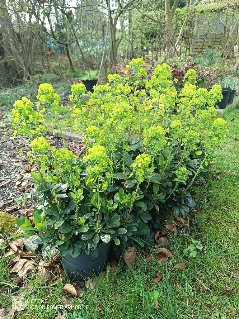 vaste planten ( winterhard) vijg , acer en speciale planten, Tuin en Terras, Planten | Tuinplanten, Ophalen