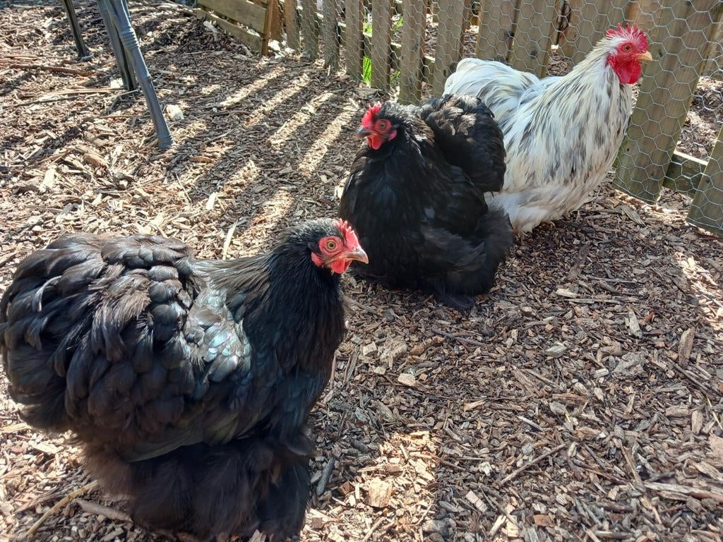 Mooi cohin kriel trio splash haan en zwarte hennen van 2025, Dieren en Toebehoren, Pluimvee