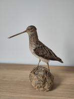 Opgezette watersnip - taxidermie - vintage, Verzamelen, Dierenverzamelingen, Ophalen, Zo goed als nieuw, Vogel, Opgezet dier