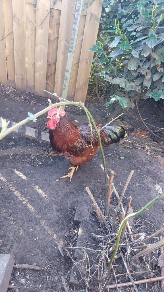 Haan isa Brown, Dieren en Toebehoren, Pluimvee