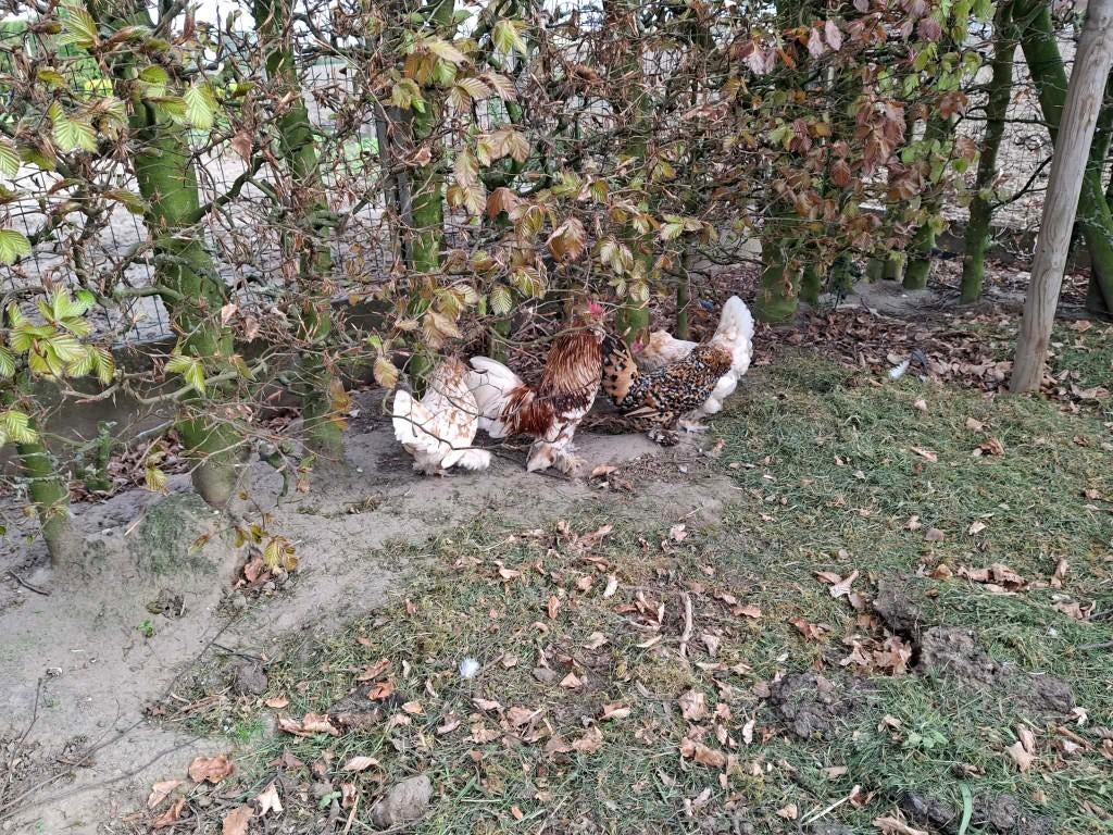 broedeieren en kuikens ukkelse baardkriel, Dieren en Toebehoren, Pluimvee