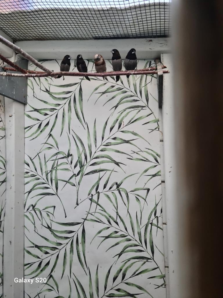 Meeuwtjes. Twee lichte én vier donkere kleuren, Animaux & Accessoires, Oiseaux | Canaris